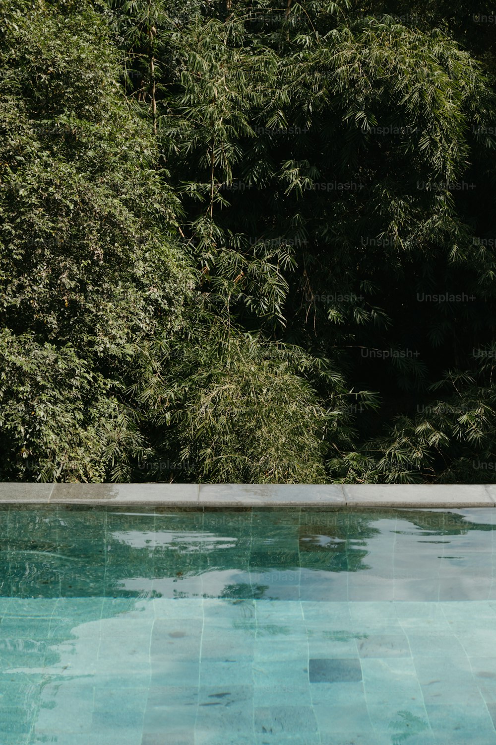 ein leeres Schwimmbad mit Bäumen im Hintergrund