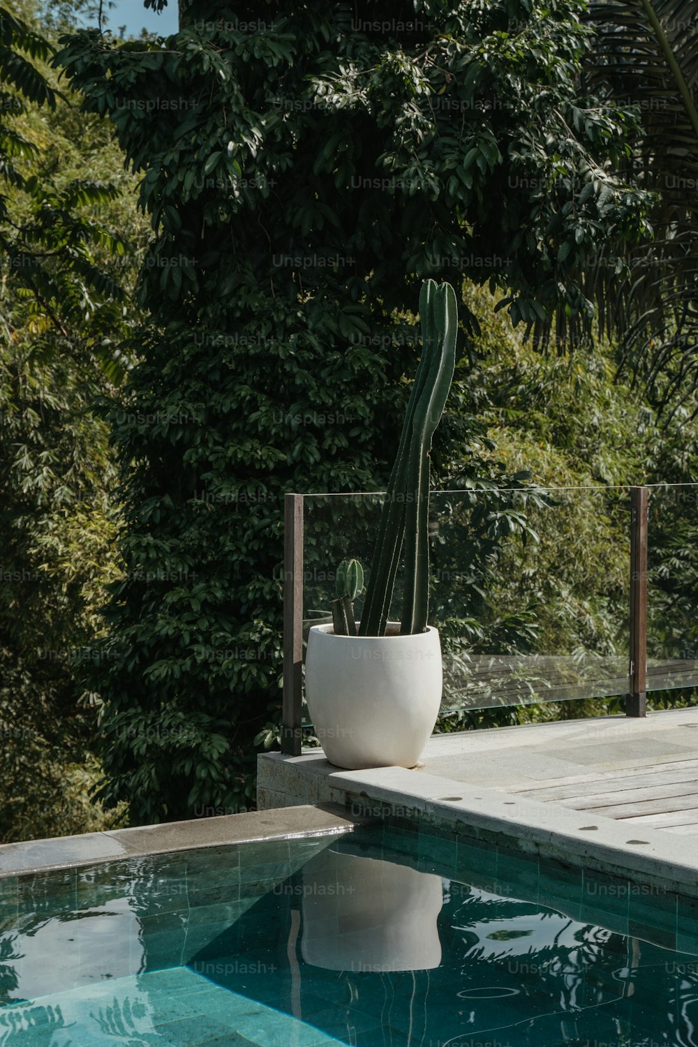 a large cactus in a white pot next to a pool