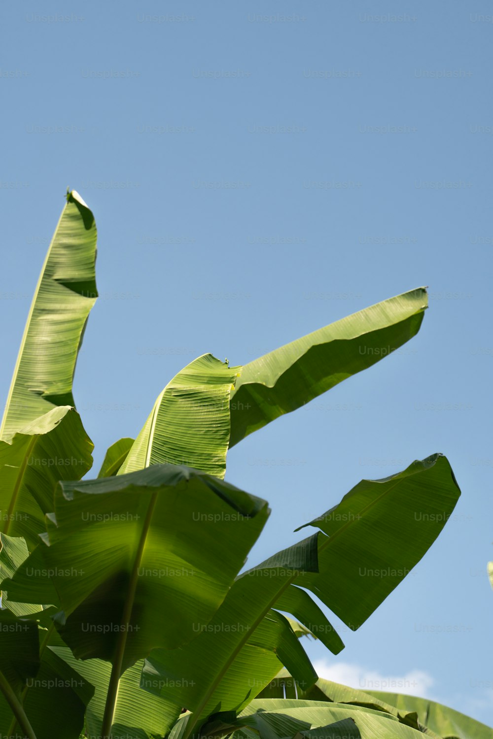 Une grande plante verte avec un ciel bleu en arrière-plan