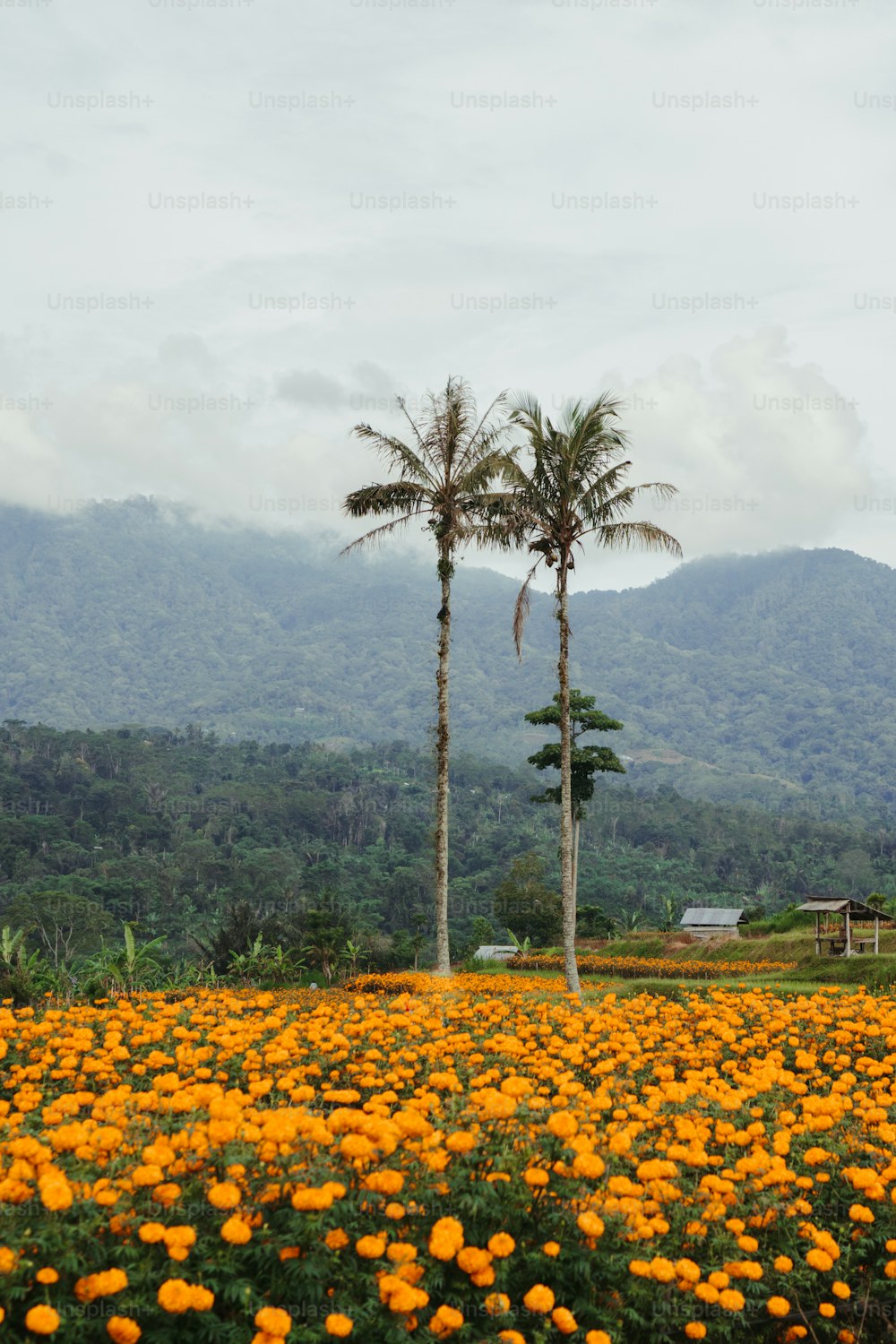 two palm trees in a field of yellow flowers