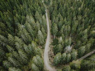 Eine kurvenreiche Straße mitten im Wald