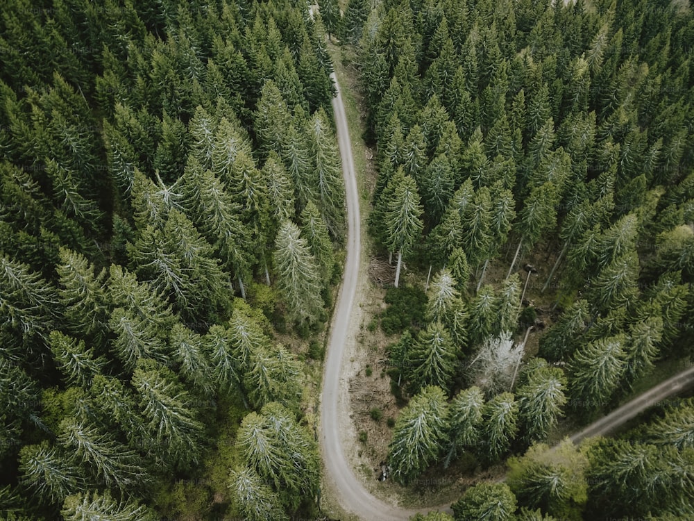 Un camino sinuoso en medio de un bosque