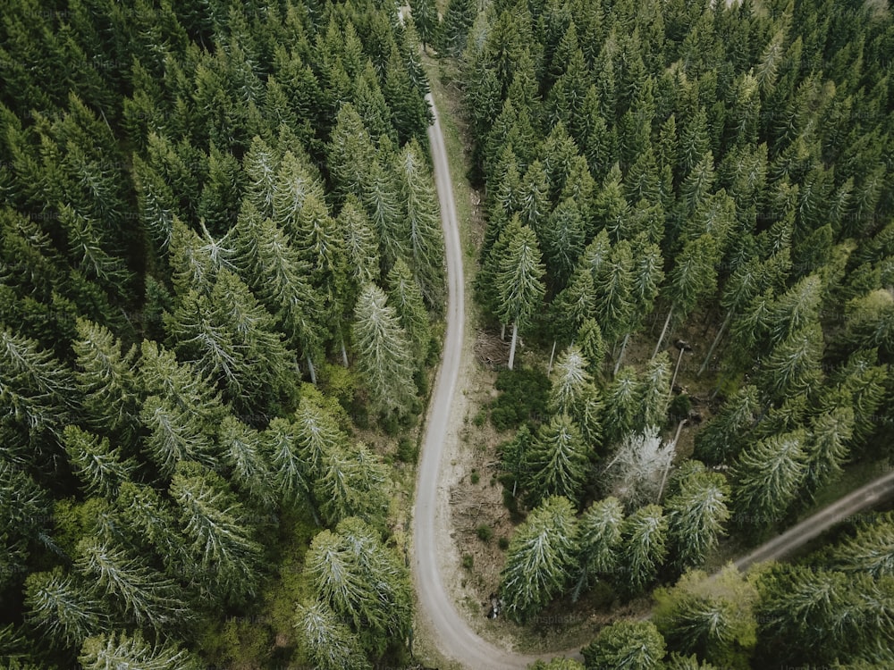 a winding road in the middle of a forest