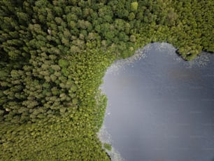 ein großes Gewässer, umgeben von Bäumen
