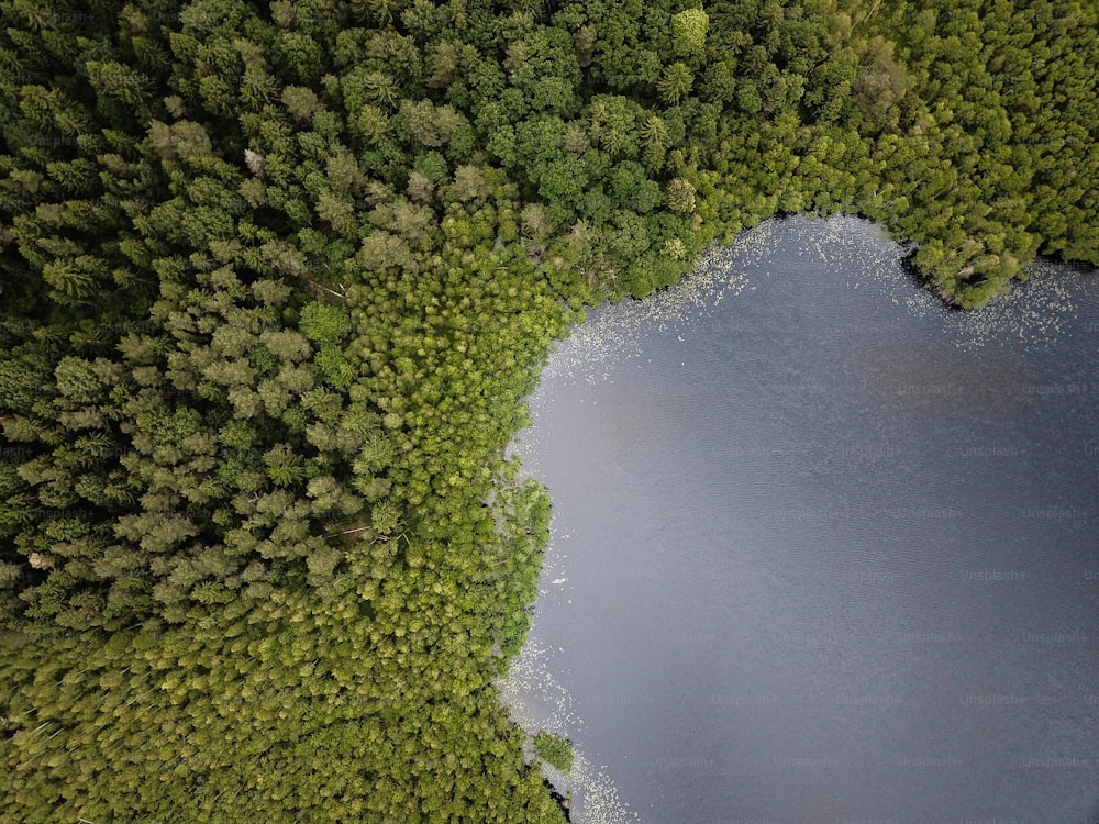 a large body of water surrounded by trees