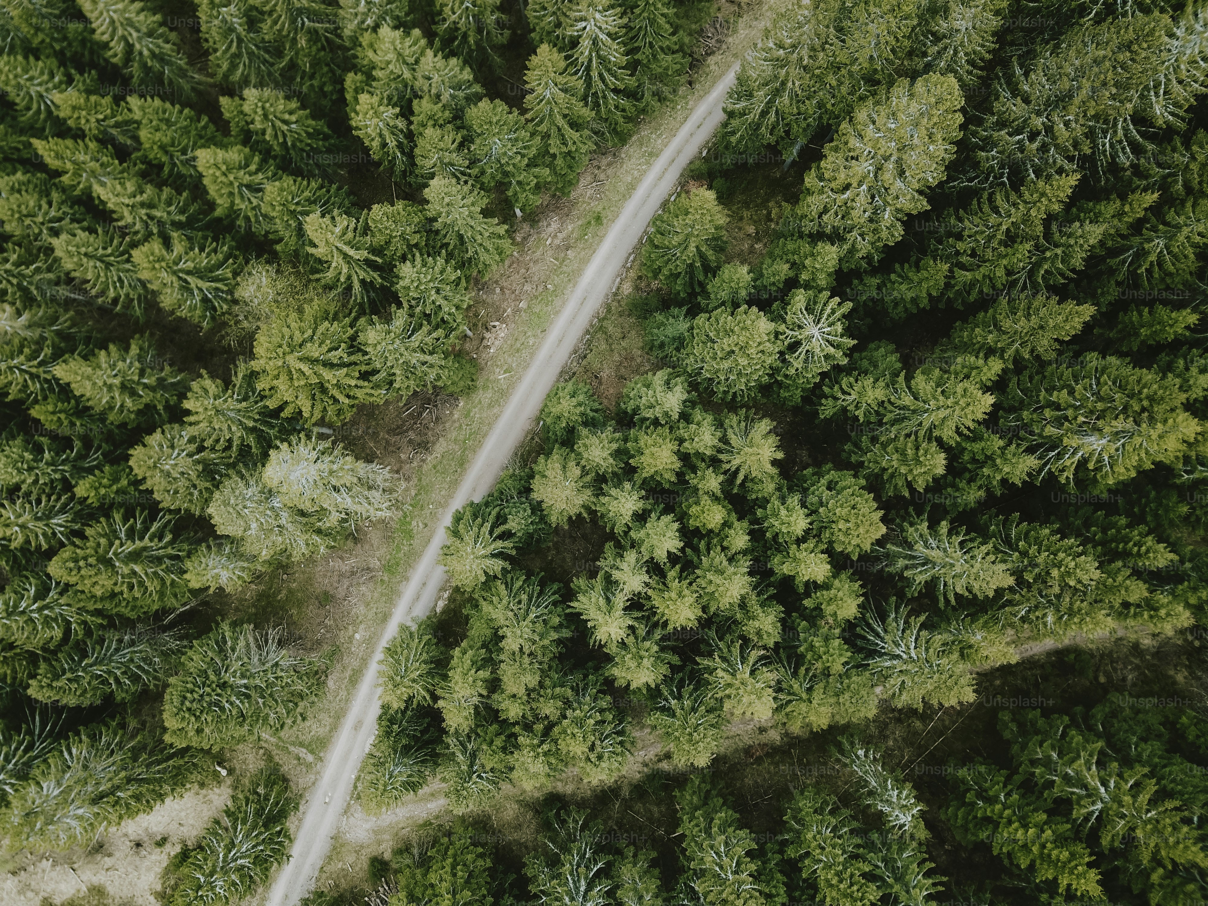 an aerial view of a road through a forest
