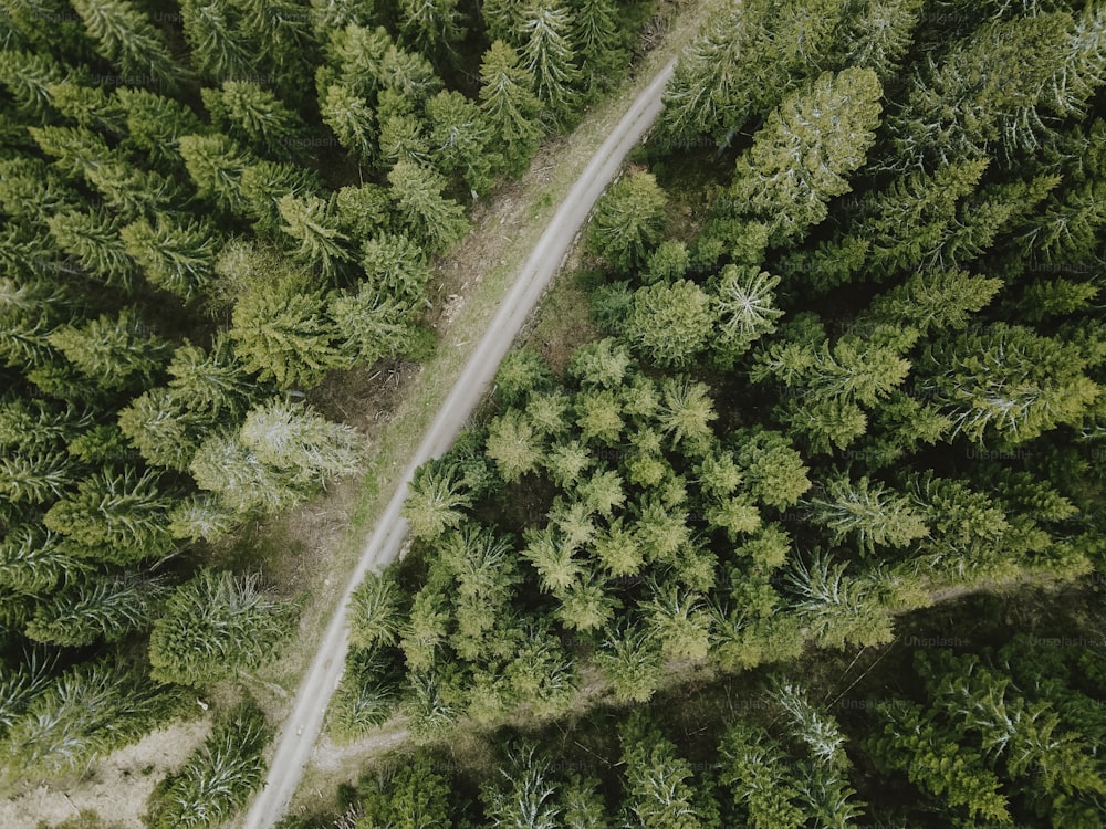 Una vista aérea de una carretera a través de un bosque