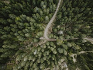 숲 한가운데에 있는 도로의 조감도