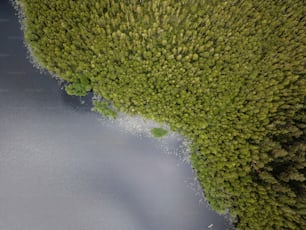 an aerial view of a body of water surrounded by trees