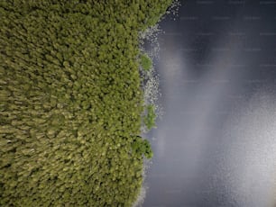 an aerial view of a body of water surrounded by trees