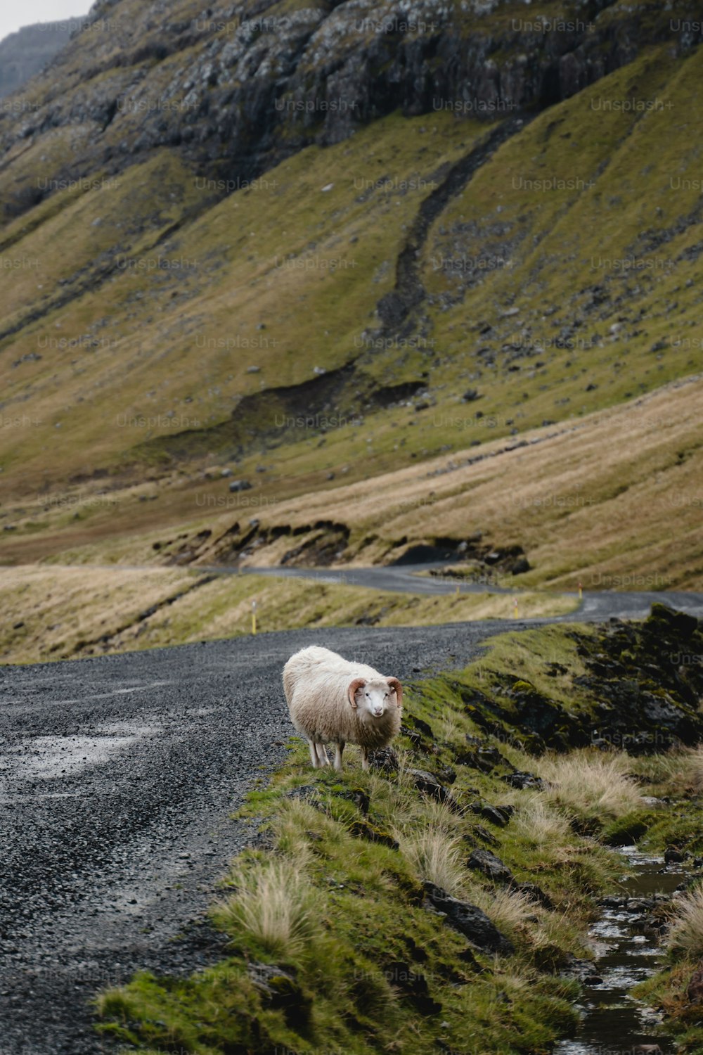 uma ovelha parada à beira de uma estrada