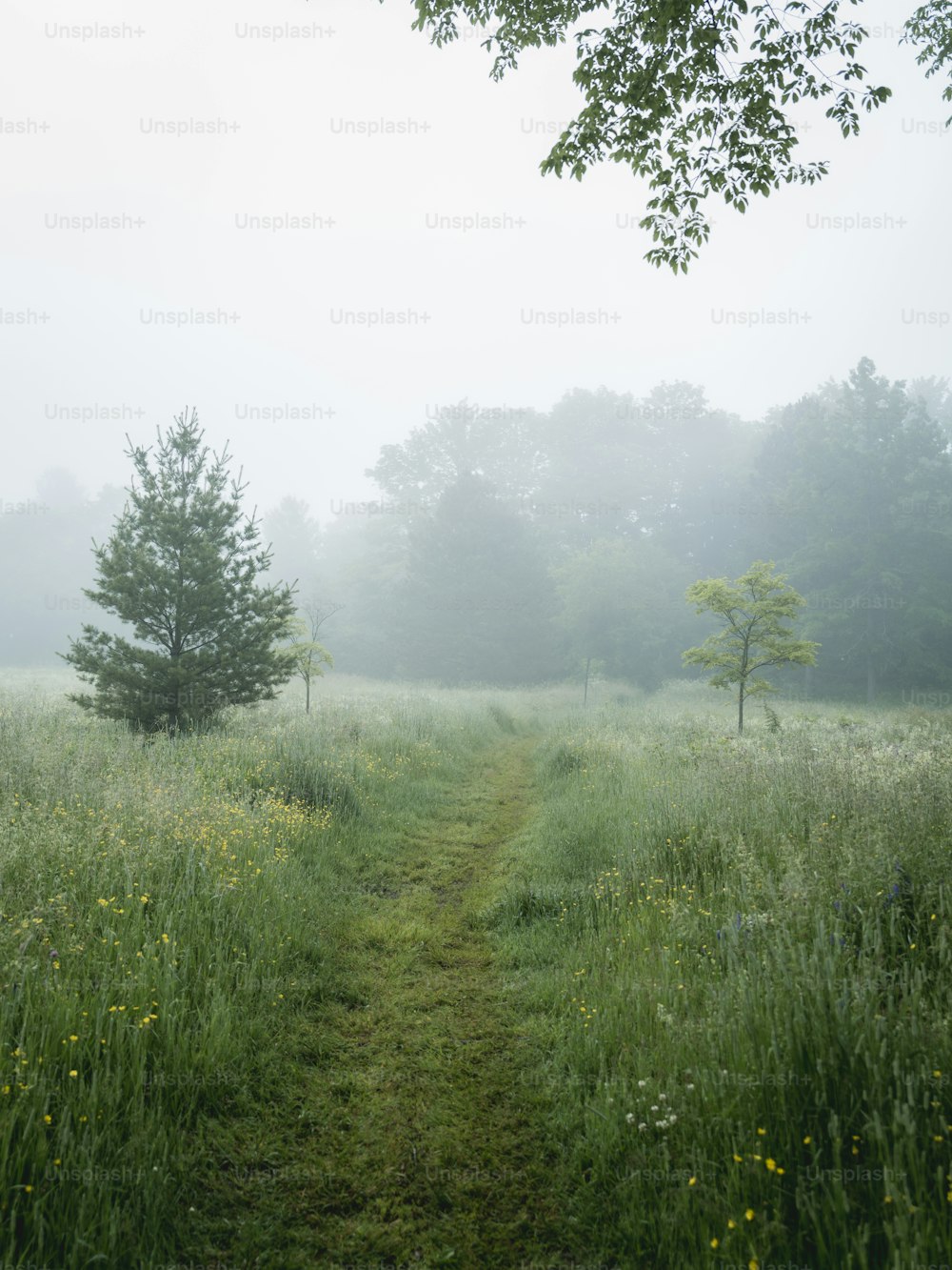 a foggy field with trees and grass