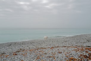 Un chien se promenant sur une plage au bord de l’océan