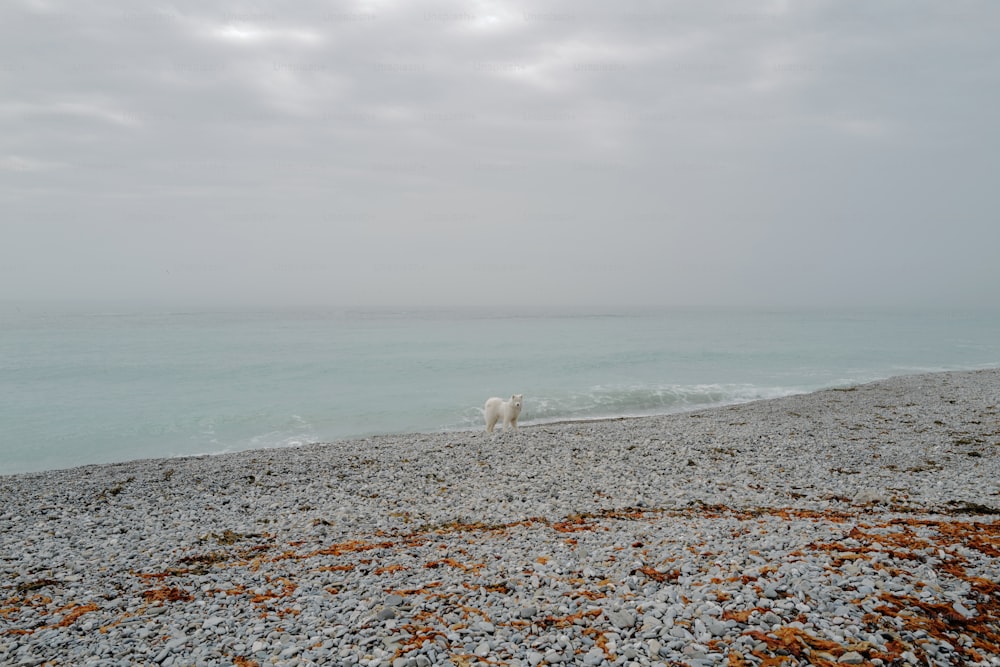 a dog walking on a beach next to the ocean