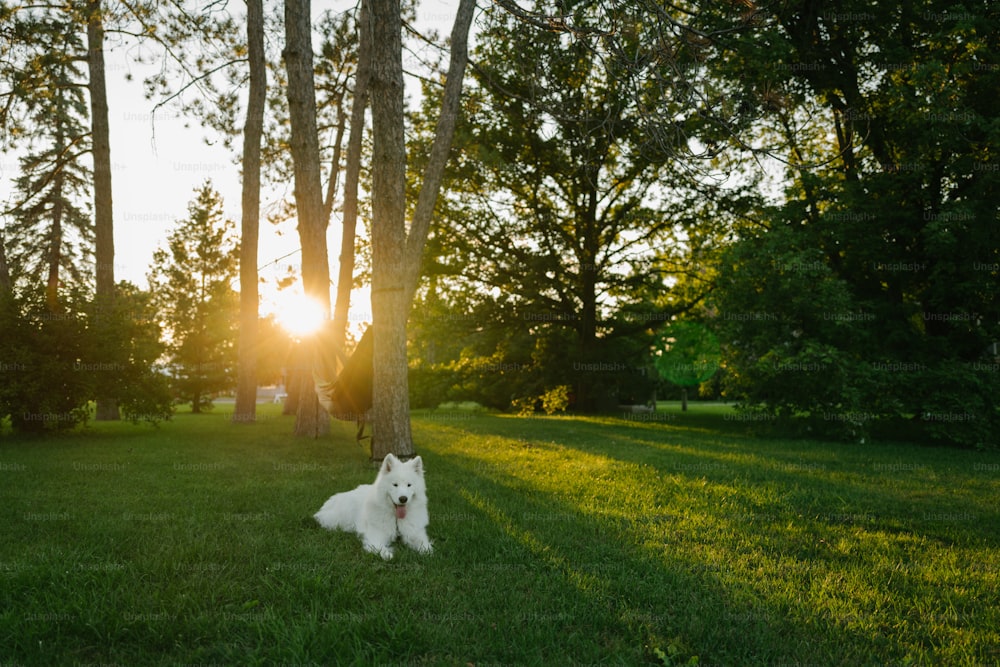 um pequeno cão branco sentado sob uma árvore