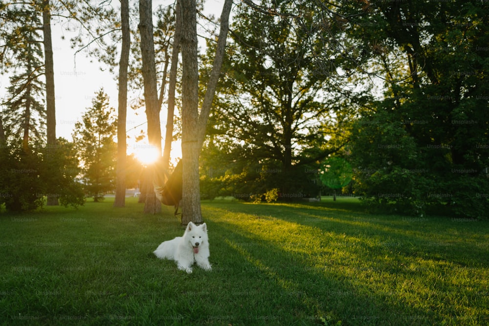 a small white dog sitting under a tree