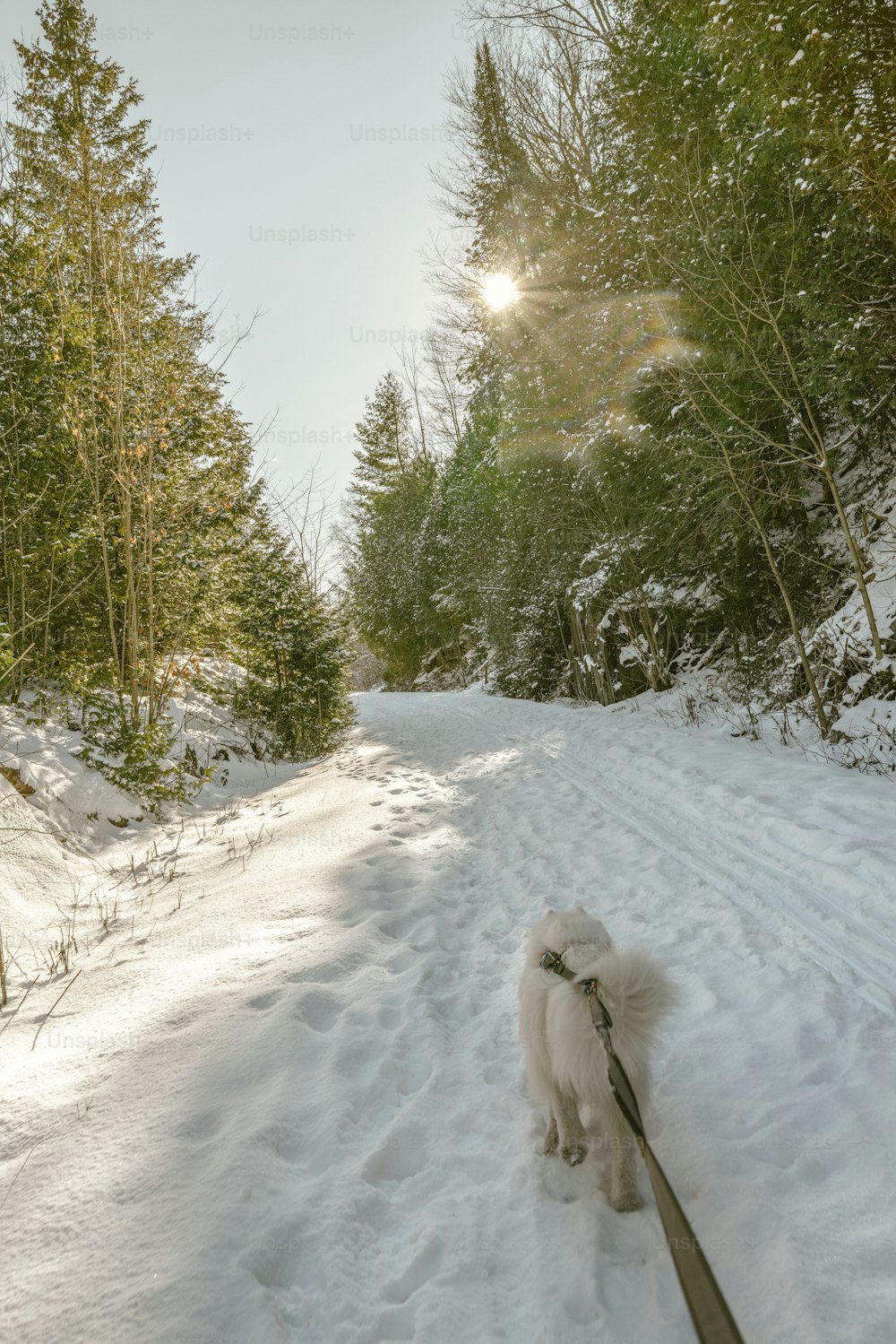 a dog is walking in the snow with a stick