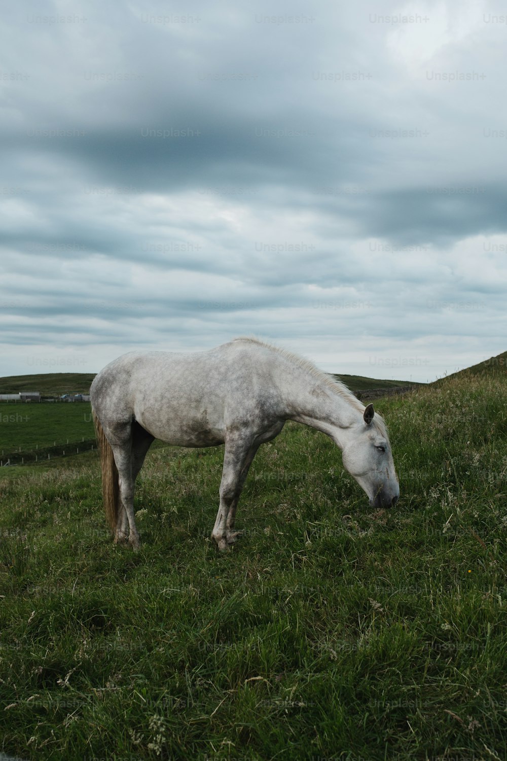 um cavalo branco comendo grama em um campo
