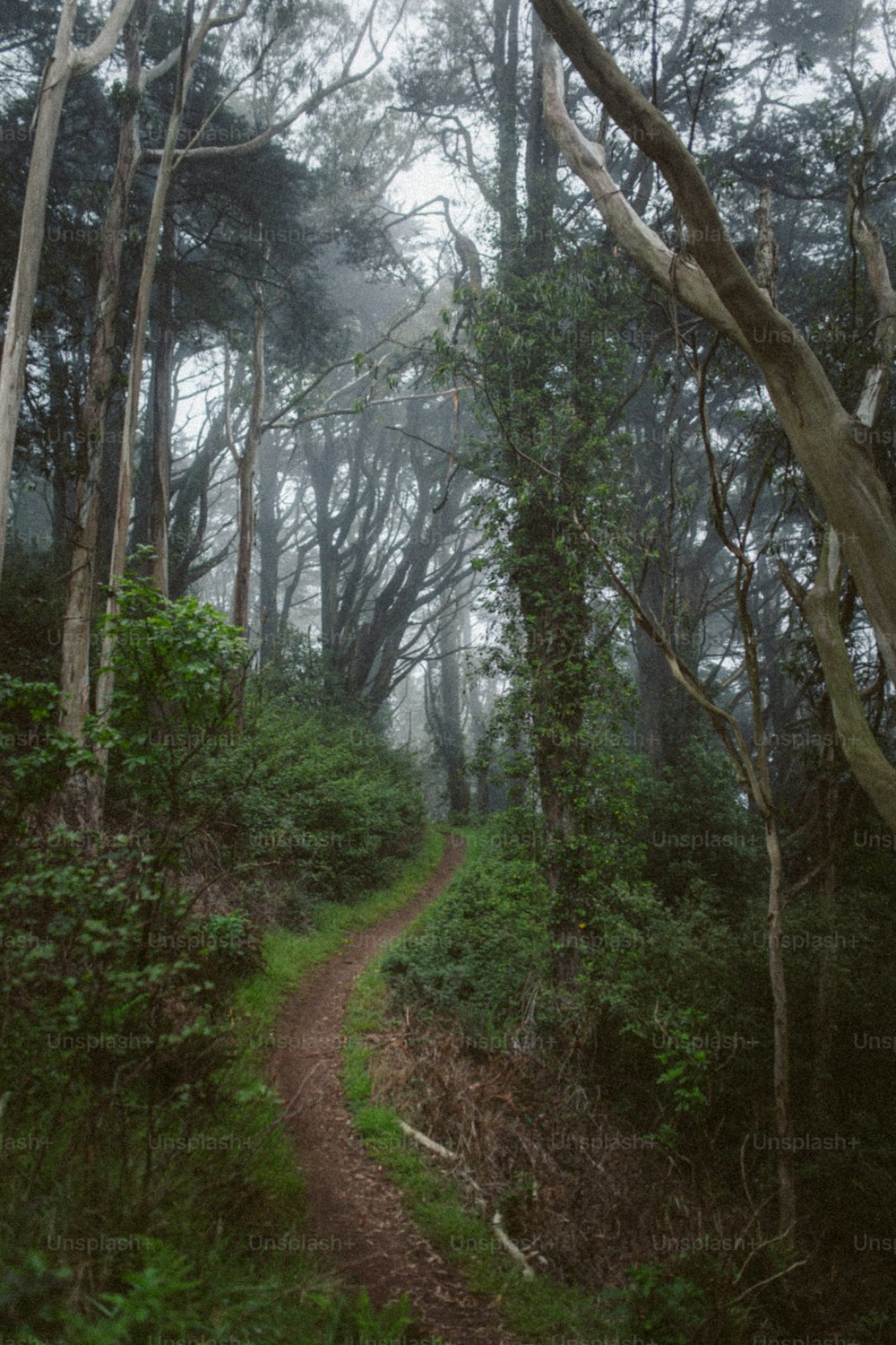 Un chemin dans les bois avec des arbres des deux côtés