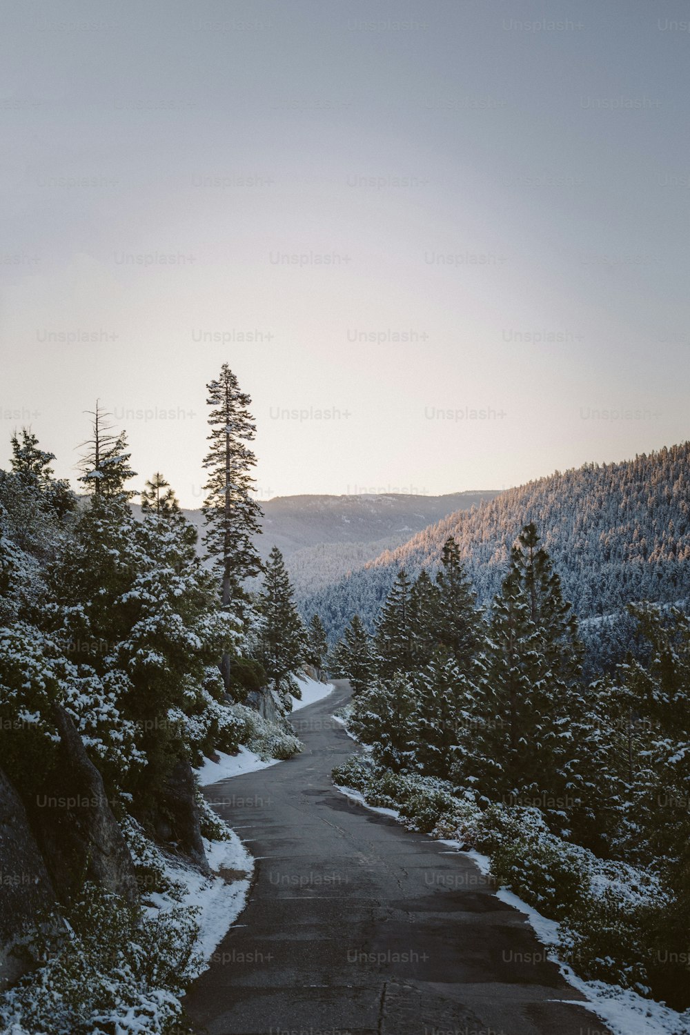 Un camino en medio de un bosque nevado