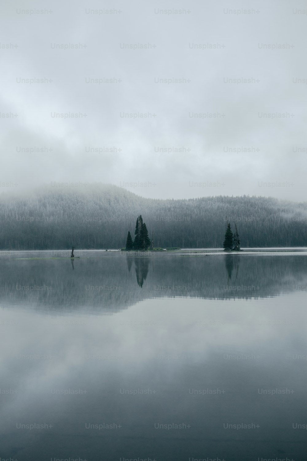 a large body of water surrounded by a forest