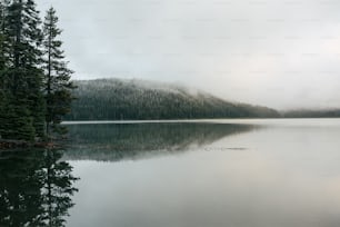 a large body of water surrounded by trees