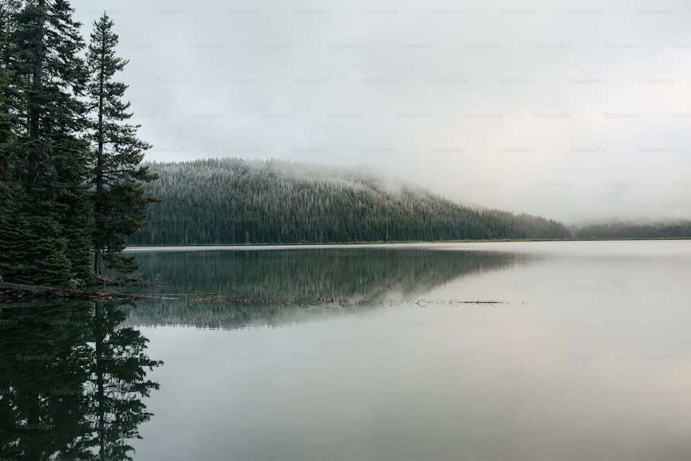 a large body of water surrounded by trees