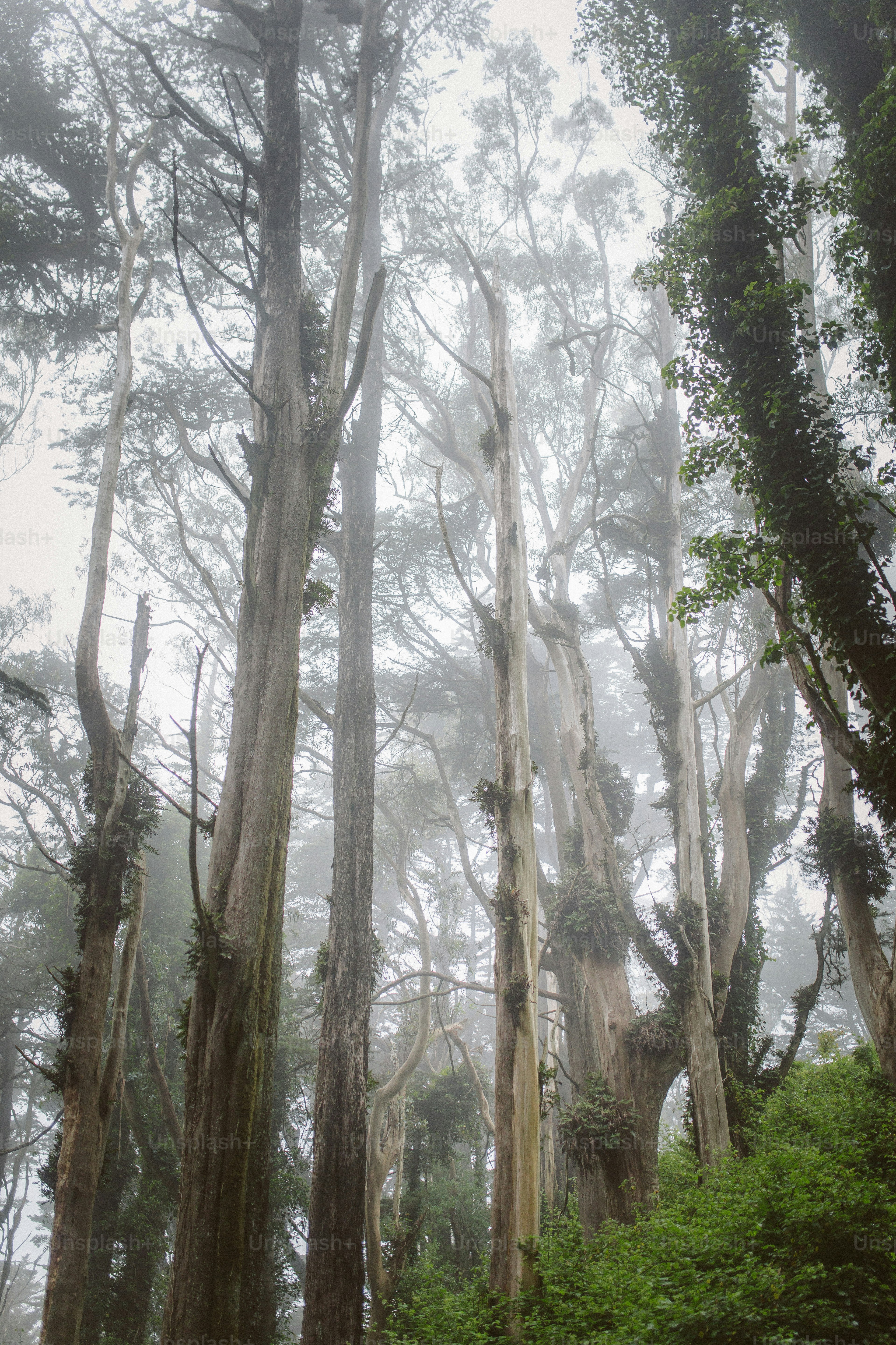Un bosque lleno de muchos árboles altos