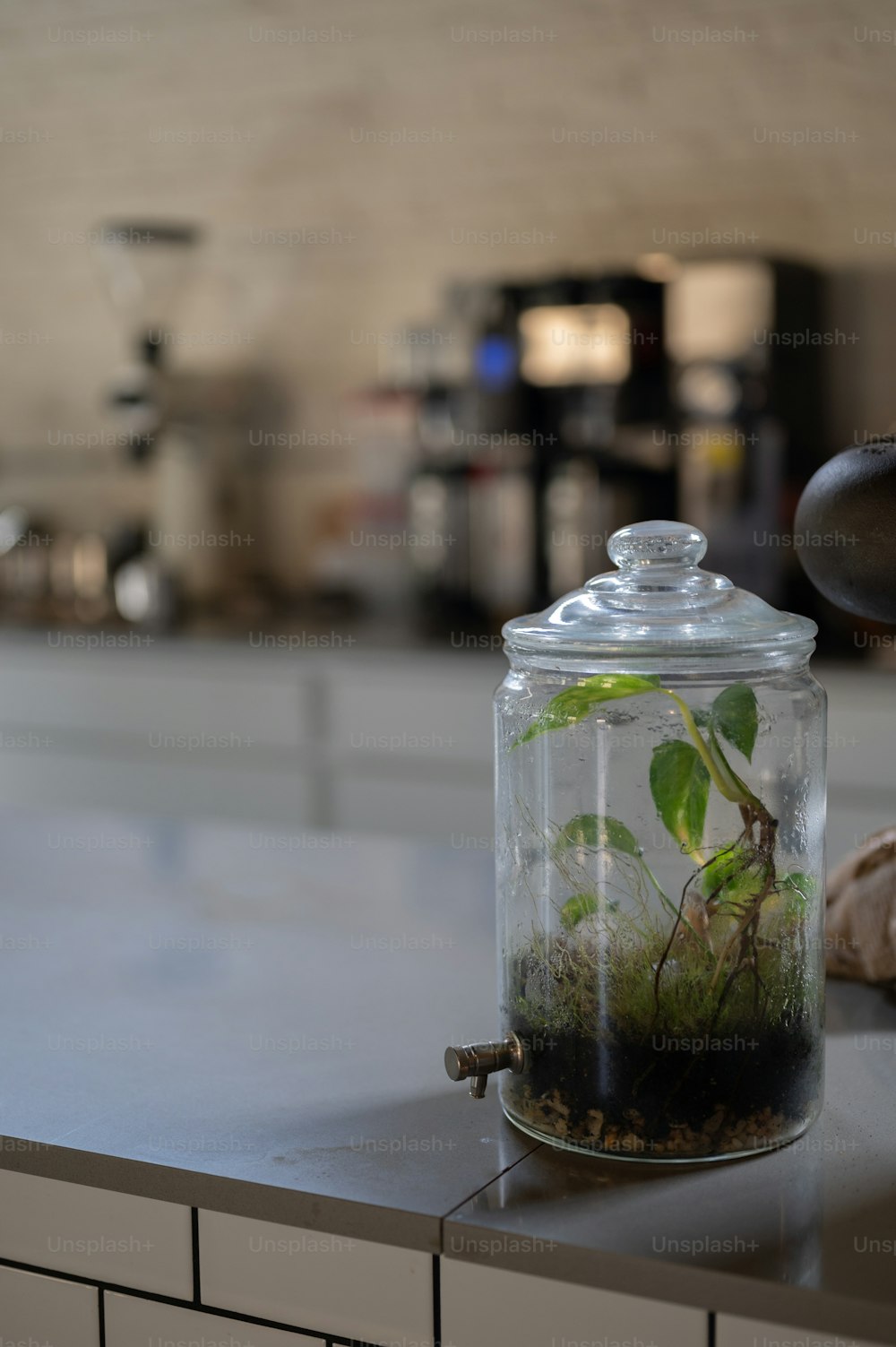 um frasco de vidro cheio de plantas em cima de um balcão
