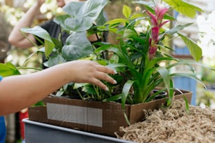 a person is holding a plant in a box
