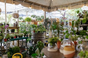 たくさんの植物と鉢植えの植物でいっぱいの部屋