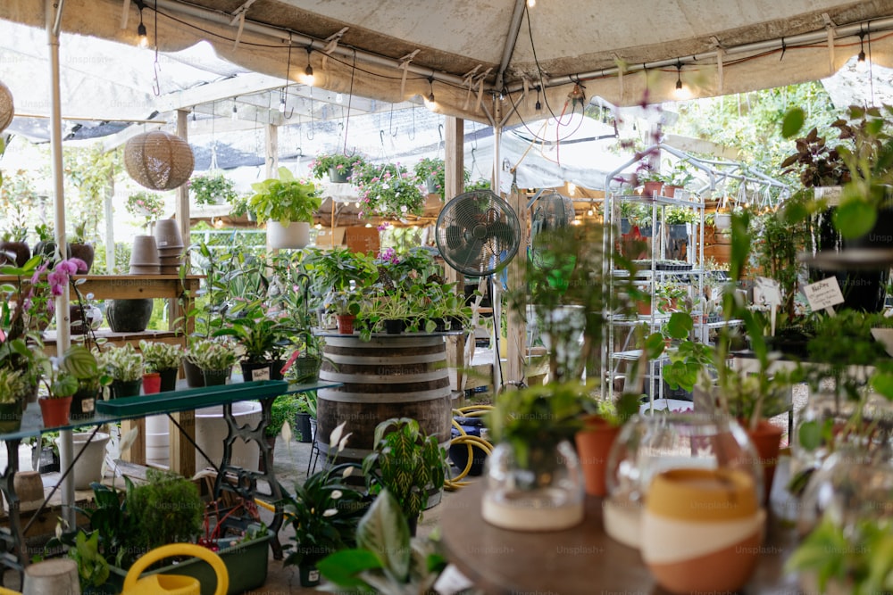 Una habitación llena de muchas plantas y plantas en macetas