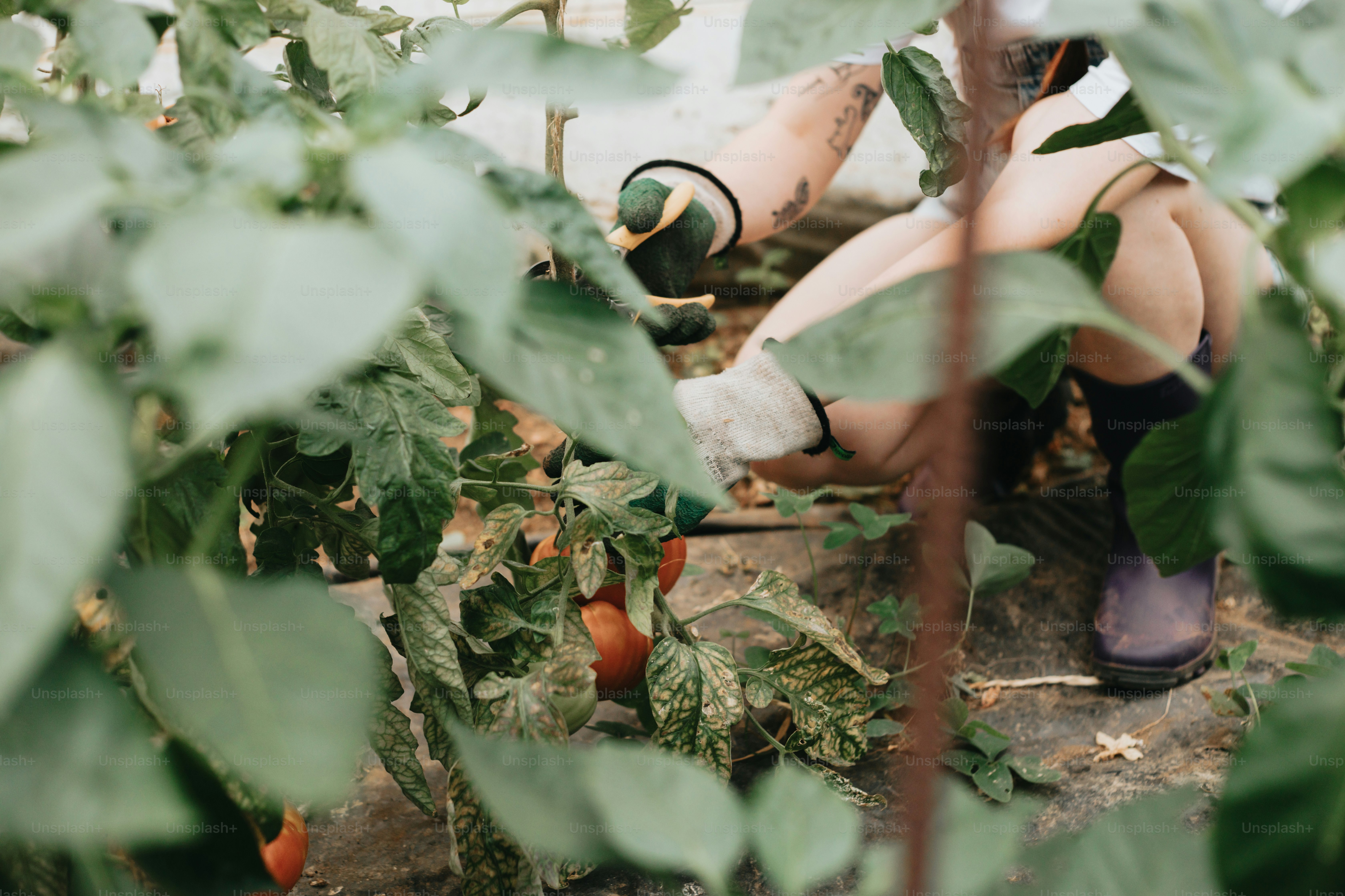 uma mulher ajoelhada em um campo de tomates