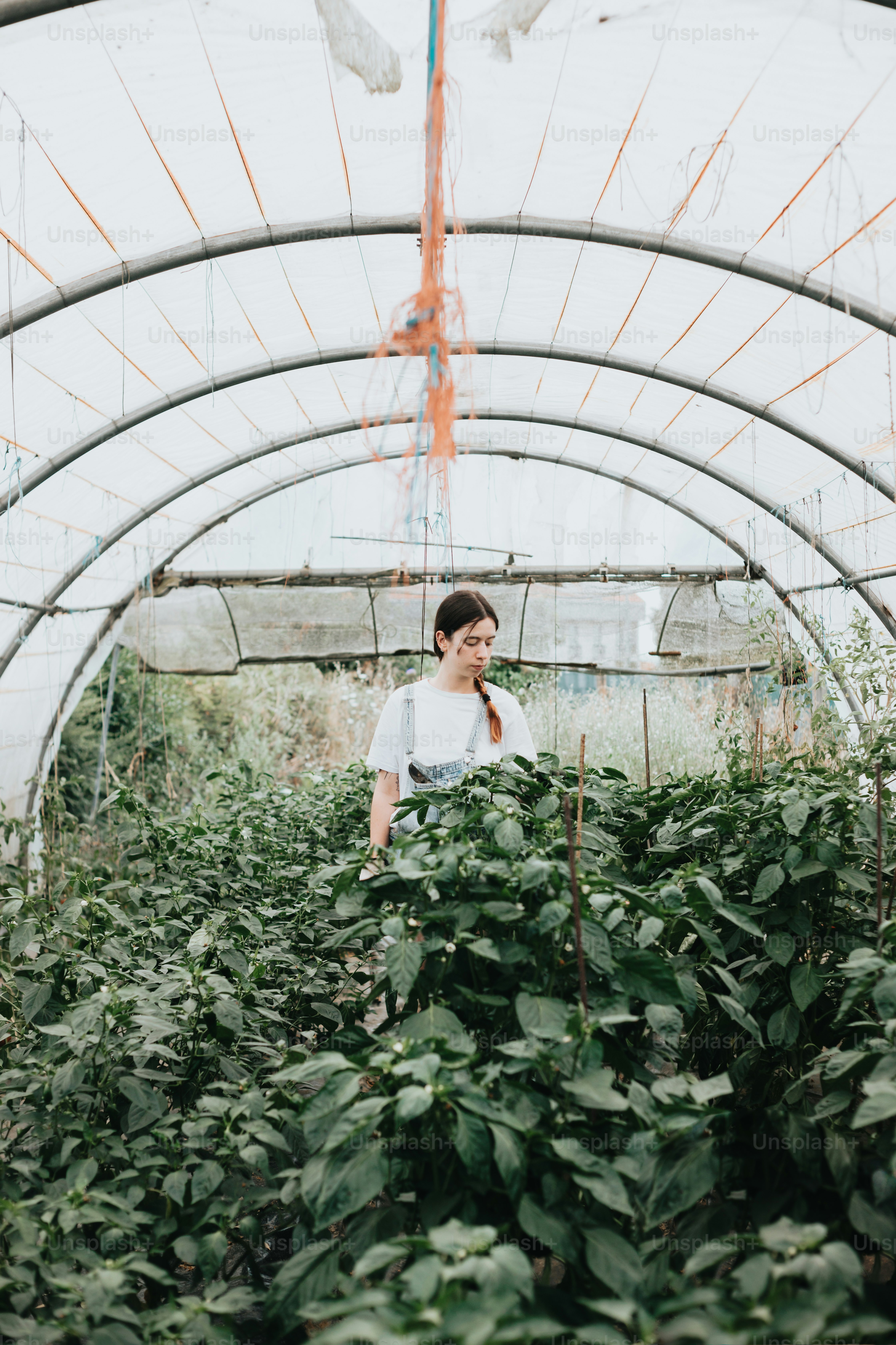 A woman standing in a greenhouse surrounded by plants photo – Woman ...