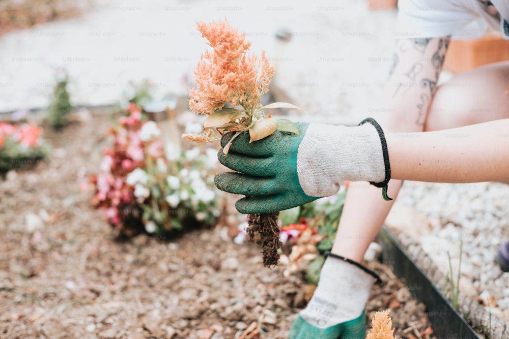 una persona con guantes de jardinería sosteniendo una planta