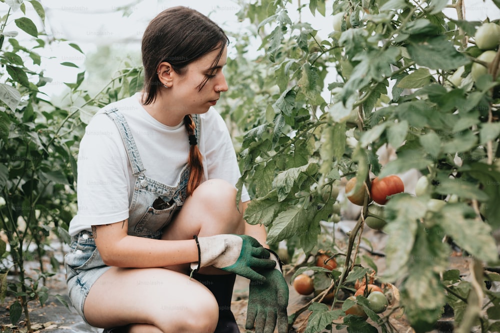 a woman kneeling down in a field of tomatoes