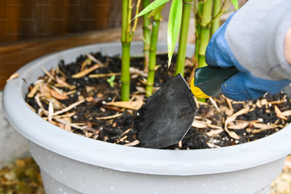 Une personne portant des gants bleus coupe une plante en pot