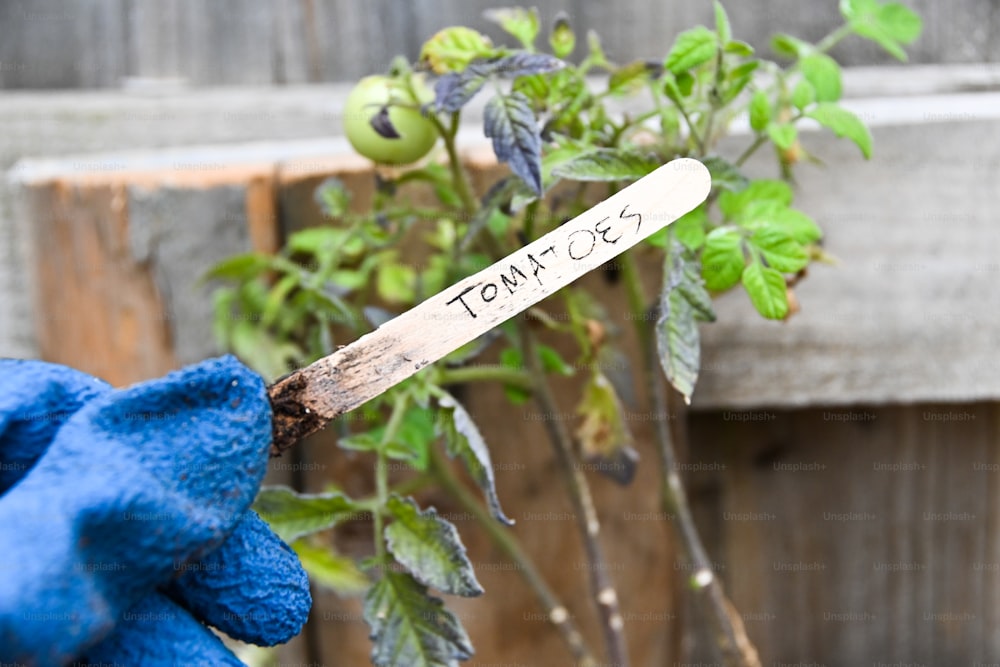 Una mano enguantada azul sosteniendo una planta con una etiqueta con su nombre