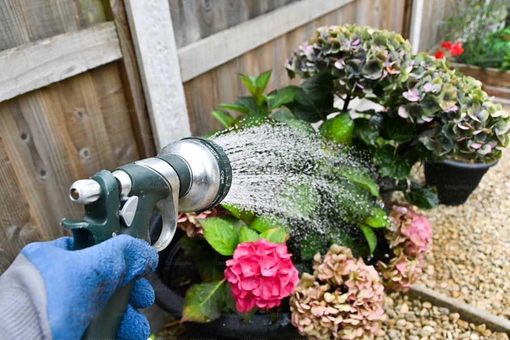 a person spraying water on some flowers