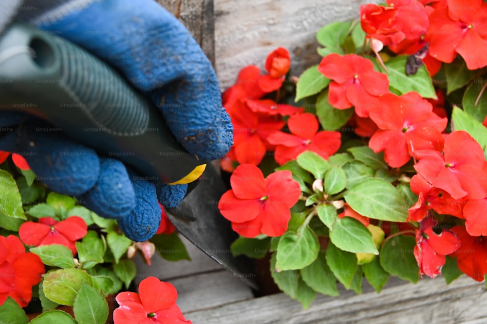 a person with a blue glove is cutting flowers