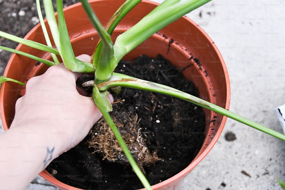 a person is holding a plant in a pot