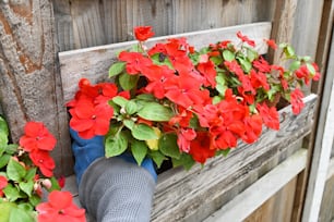 red flowers are growing in a window box