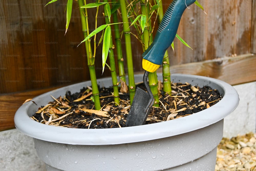 a potted plant with a pair of scissors stuck in it