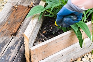 a person with a glove on gardening plants