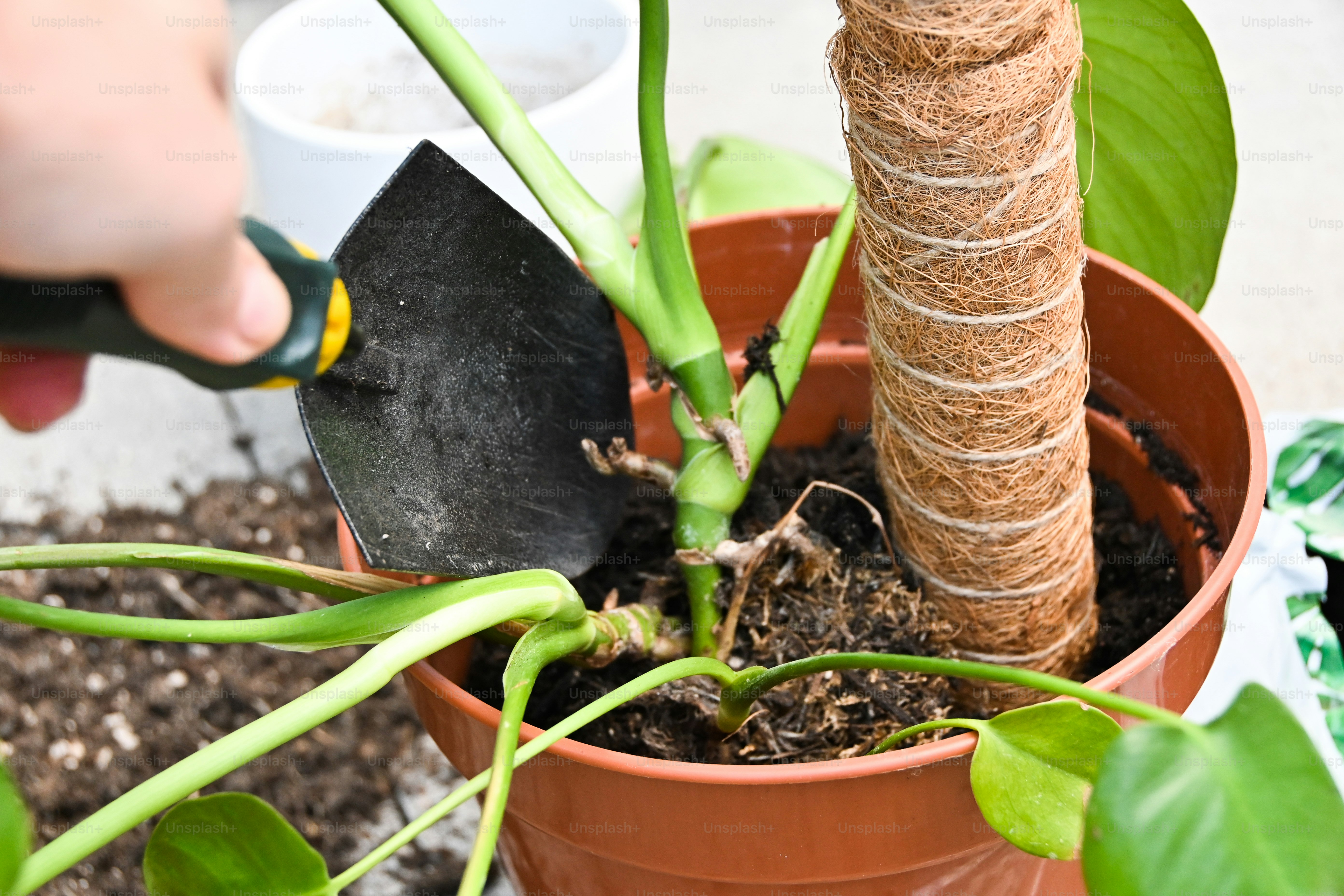 a person using a garden tool to trim a plant