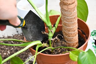 a person using a garden tool to trim a plant