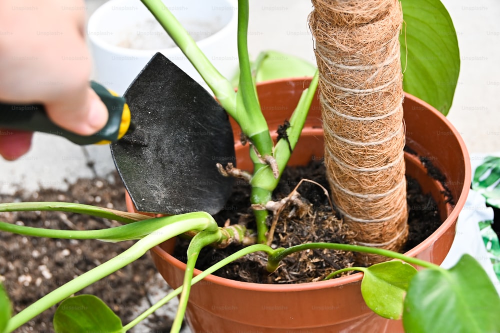 a person using a garden tool to trim a plant