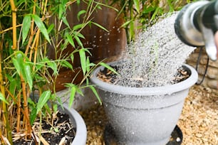 a person spraying water into a potted plant