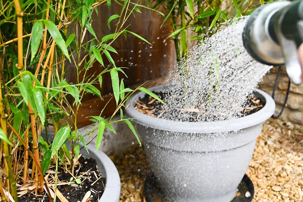 a person spraying water into a potted plant