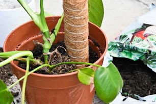 a potted plant with a small tree in it